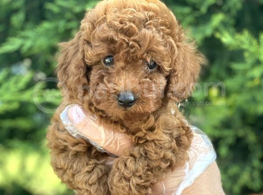 Poodle Bebekleri̇mi̇z görsel
