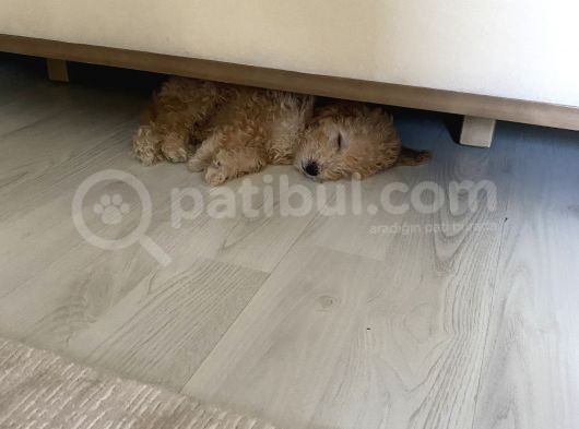 2 Aylık Erkek Toy Poddle görsel