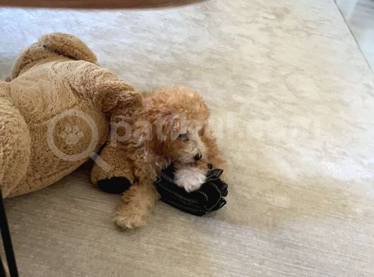 2 Aylık Erkek Toy Poddle görsel