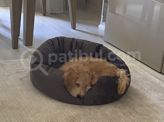 2 Aylık Erkek Toy Poddle görsel