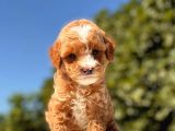 Maskeli̇ Red Toy Poodle Kizimiz