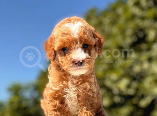 Maskeli̇ Red Toy Poodle Kizimiz görsel