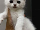 British Shorthair Yavruları