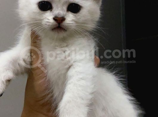 British Shorthair Yavruları görsel