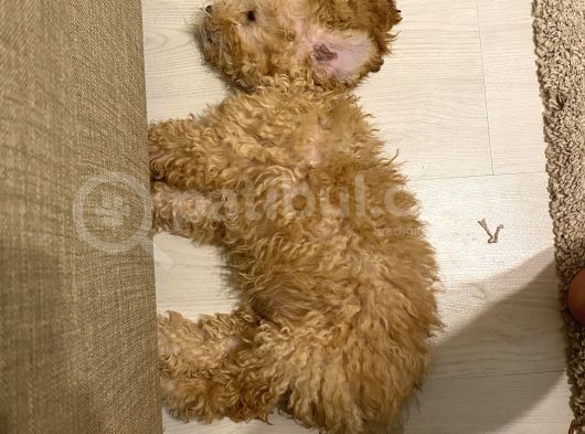 2 Aylık Erkek Toy Poddle görsel