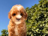 Maskeli̇ Red Toy Poodle Kizimiz