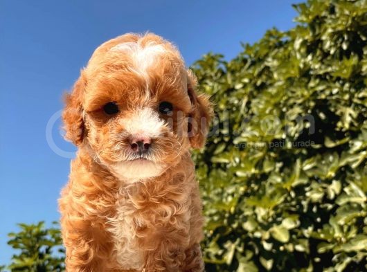 Maskeli̇ Red Toy Poodle Kizimiz görsel
