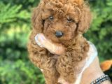 Poodle Bebekleri̇mi̇z