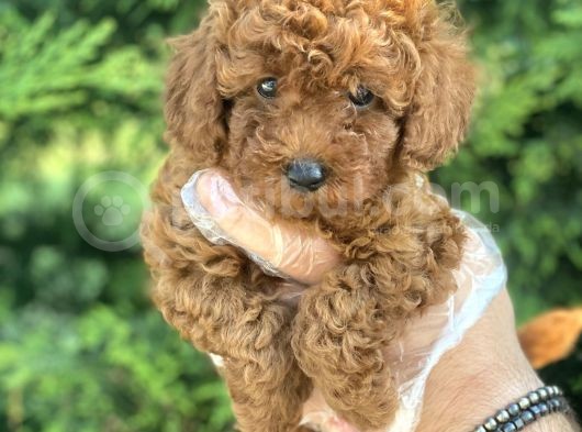 Poodle Bebekleri̇mi̇z görsel