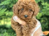 Poodle Bebekleri̇mi̇z