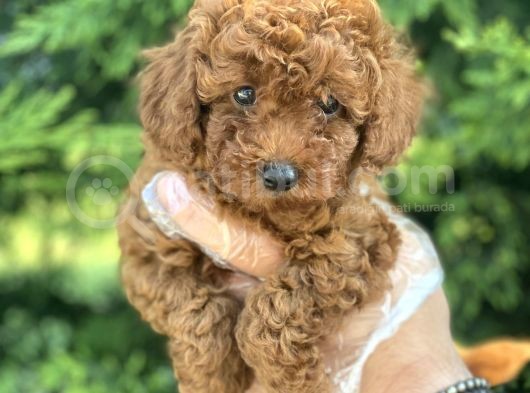 Poodle Bebekleri̇mi̇z