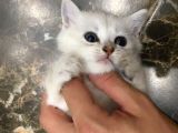 British Shorthair Yavruları