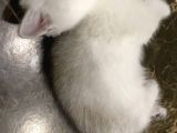 British Shorthair Yavruları