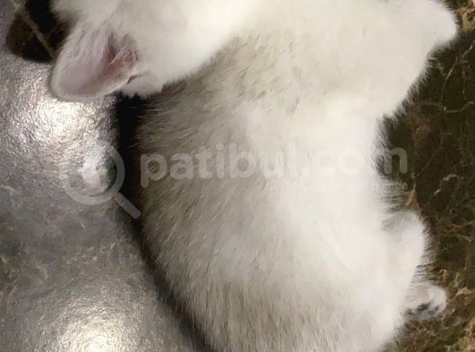 British Shorthair Yavruları görsel