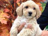 Pasaportlu 1.sinif Malti̇poo Bebekleri̇mi̇zz