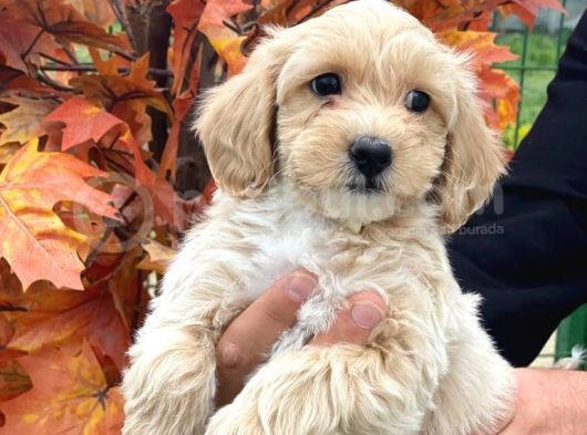 Pasaportlu 1.Sinif Malti̇poo Bebekleri̇mi̇zz