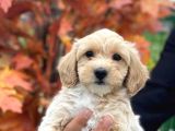 Pasaportlu 1.Sinif Malti̇poo Bebekleri̇mi̇zz