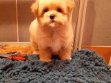 Gerçek Malti̇poo Yavrularimiz
