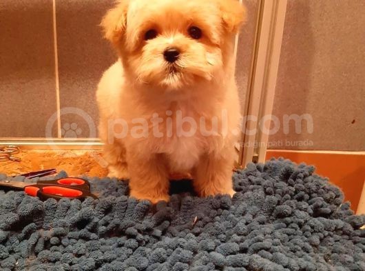 Gerçek Malti̇poo Yavrularimiz
