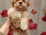 Gerçek Malti̇poo Yavrularimiz