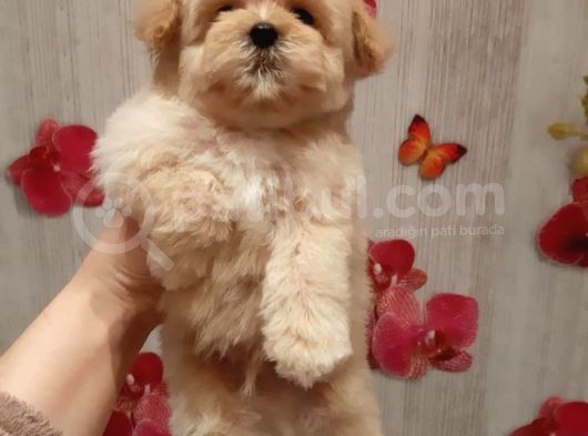 Gerçek Malti̇poo Yavrularimiz görsel