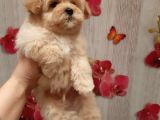 Süper Kali̇te Malti̇poo Bebek