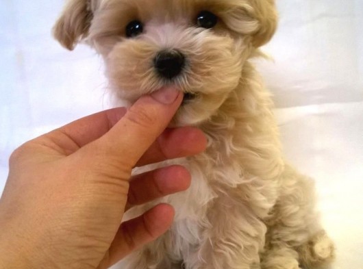 Gerçek Malti̇poo Bebekleri̇mi̇z