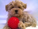 Gerçek Malti̇poo Bebekleri̇mi̇z