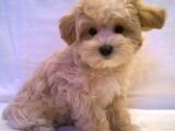 A Kali̇te Malti̇poo Yavrularimiz