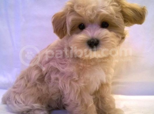 A Kali̇te Malti̇poo Yavrularimiz görsel