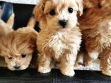 Irk Garanti̇li̇ Malti̇poo Yavrularimizz