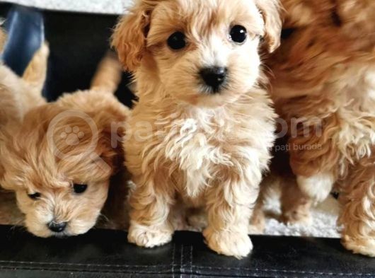 Irk Garanti̇li̇ Malti̇poo Yavrularimizz