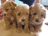 Pasaportlu 1.Sinif Malti̇poo Bebekleri̇mi̇zz