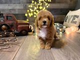 Pasaportlu 1.sinif Malti̇poo Bebekleri̇mi̇zz