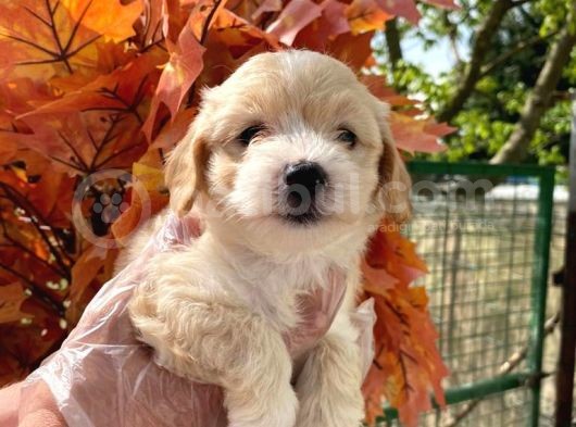 Pasaportlu Malti̇poo Bebekleri̇mi̇z