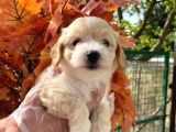 Irk Garanti̇li̇ Malti̇poo Yavrularimizz