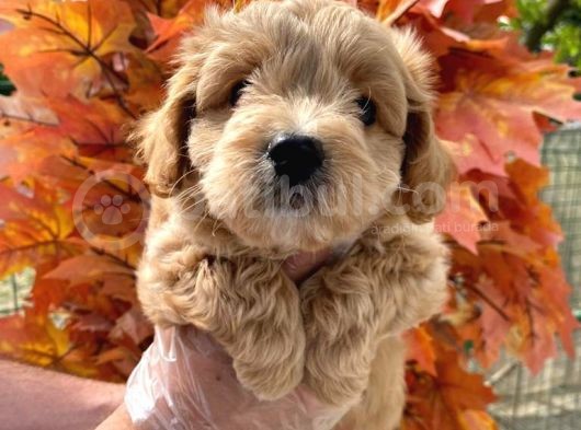 A Kalite Maltipoo Bebeklerimiz görsel