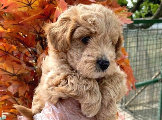 Sağlik Garanti̇li̇ A Kali̇te Malti̇poo Bebeklerr görsel