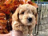 Di̇zayn Malti̇poo  Bebeklerr