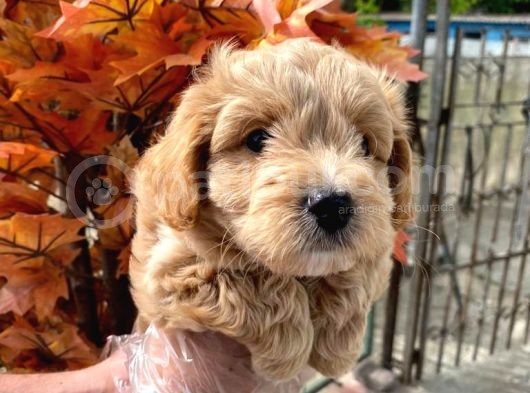 Di̇zayn Malti̇poo  Bebeklerr görsel