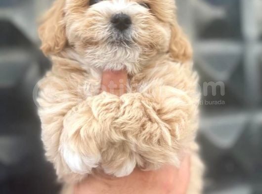 Irk Garanti̇li̇ A Kali̇te Malti̇poo Bebekleri̇mi̇zz