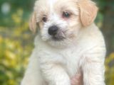 Irk Garanti̇li̇ A Kali̇te Malti̇poo Bebekleri̇mi̇zz