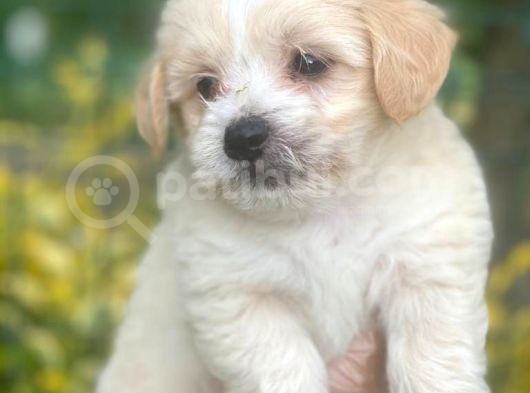 Irk Garanti̇li̇ A Kali̇te Malti̇poo Bebekleri̇mi̇zz görsel