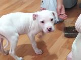 Secereli Uluslararası Dogo Argentino Yavruları