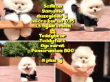 Basık Küt Kare Micro 0,60 Burun 3 Aylik Teddybear Teddyface Ayı Surat Pomeranian Boo a Plus Safkan