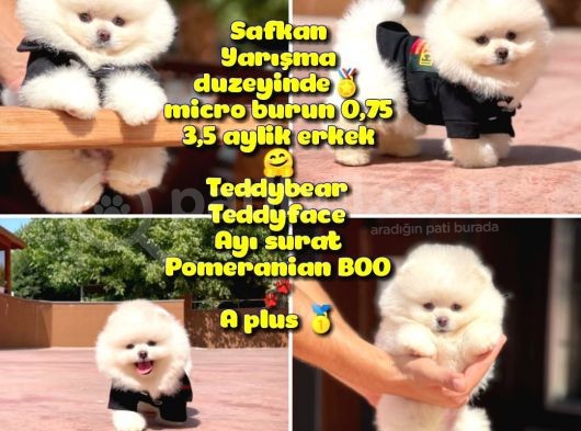 Basık Küt Kare Micro 0,60 Burun 3 Aylik Teddybear Teddyface Ayı Surat Pomeranian Boo A Plus Safkan