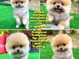 Basık Küt Kare Micro 0,70 Burun 3 Aylik Teddybear Teddyface Ayı Surat Pomeranian Boo Safkan