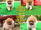 Basık Küt Kare Micro 0,75 Burun 3 Aylik Teddybear Teddyface Ayı Surat Pomeranian Boo a Plus Safkan
