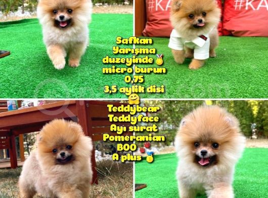Basık Küt Kare Micro 0,75 Burun 3 Aylik Teddybear Teddyface Ayı Surat Pomeranian Boo A Plus Safkan