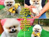 Basık Küt Kare Micro 0,50 Burun 3 Aylik Teddybear Teddyface Ayı Surat Pomeranian Boo a Plus Safkan